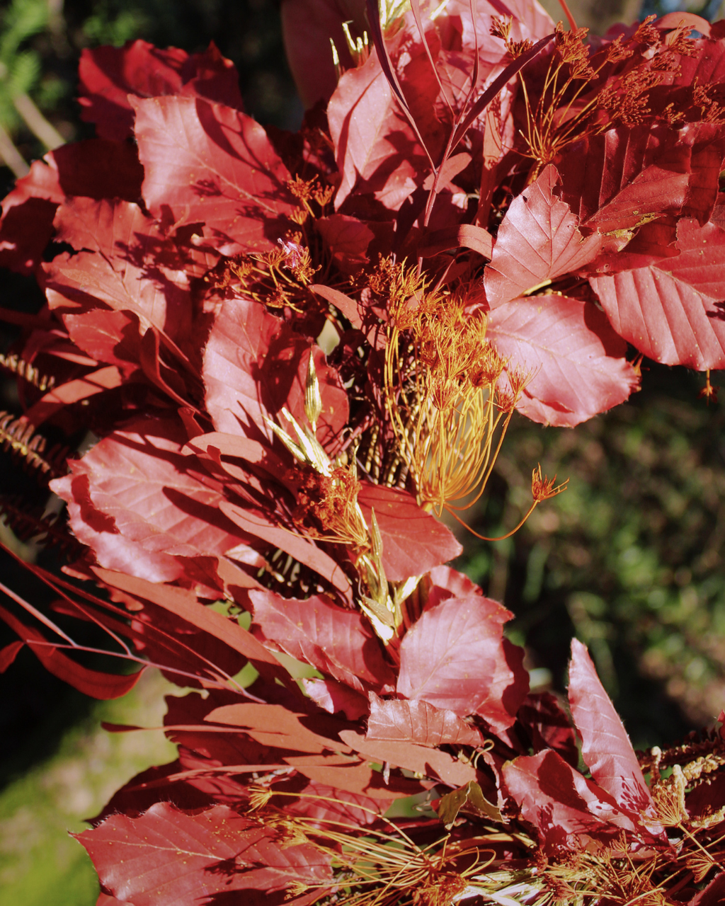 Beech Dried Flower Wreath