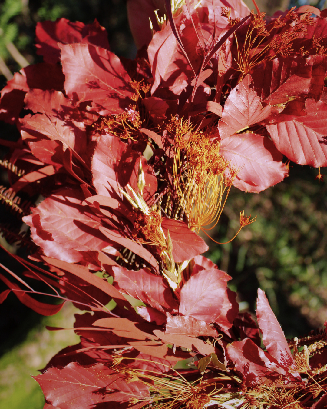 Beech Dried Flower Wreath