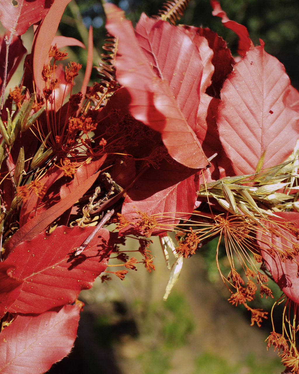 Beech Dried Flower Wreath