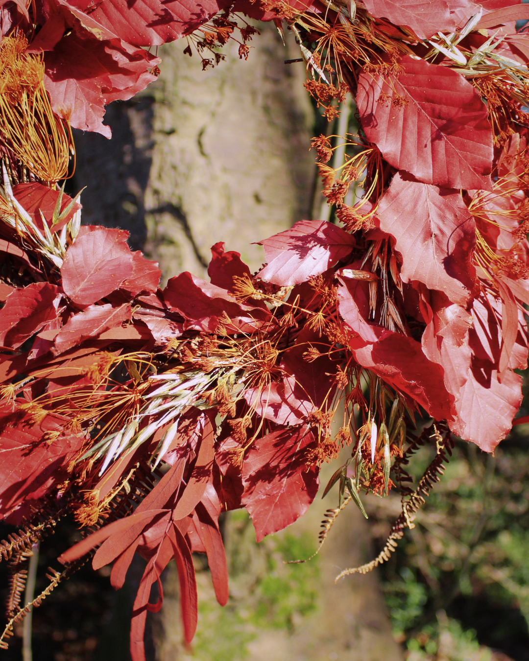Beech Dried Flower Wreath