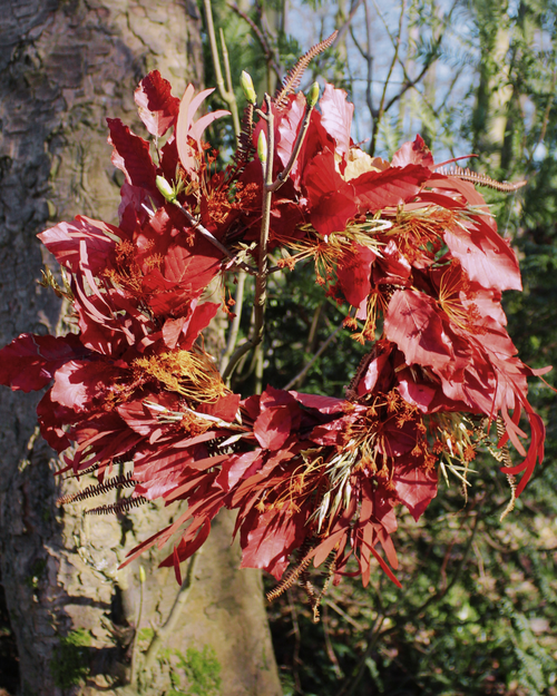Beech Dried Flower Wreath
