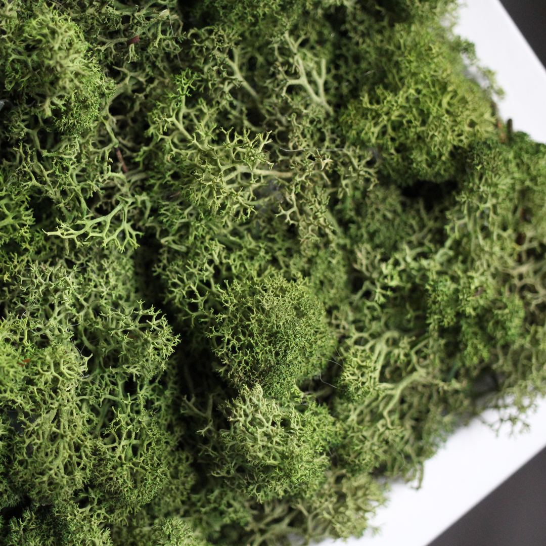 Green Moss Picture Frame