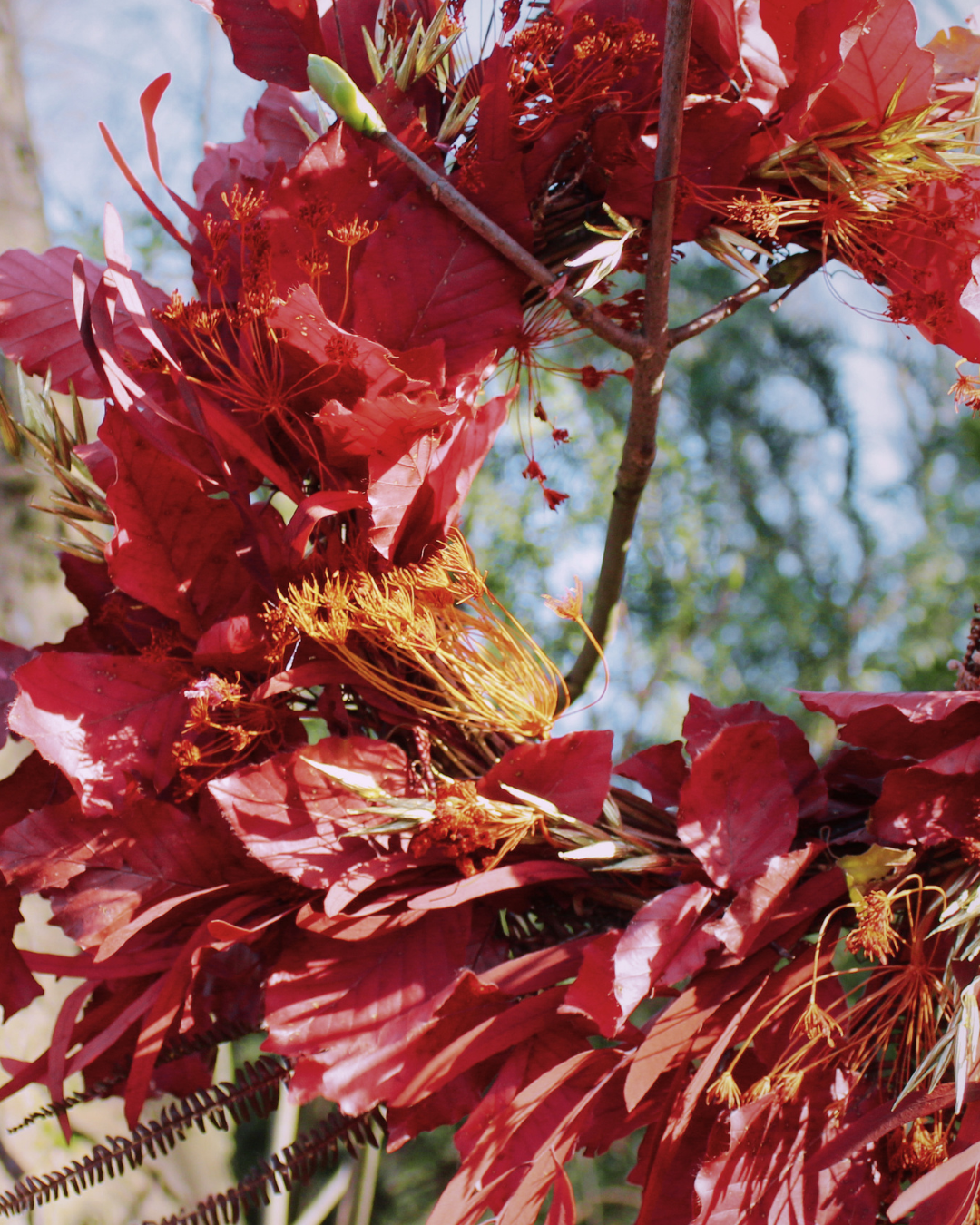 Beech Dried Flower Wreath