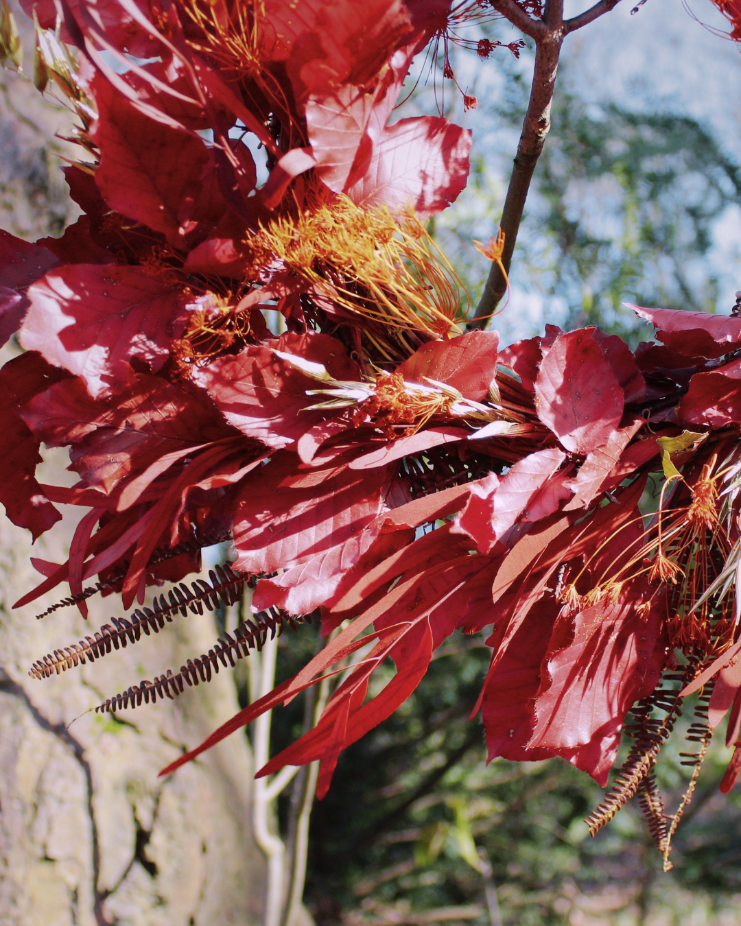 Beech Dried Flower Wreath