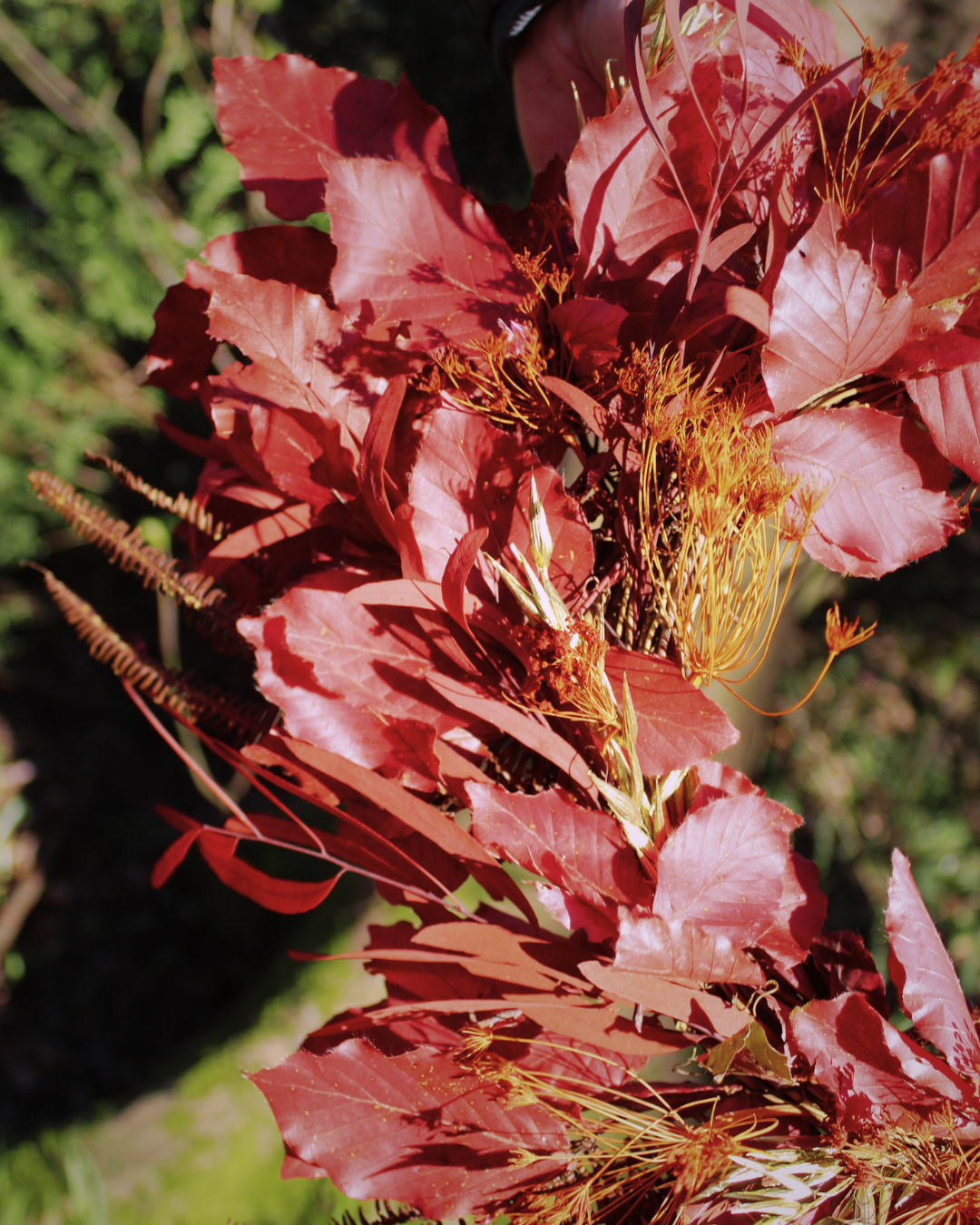 Beech Dried Flower Wreath